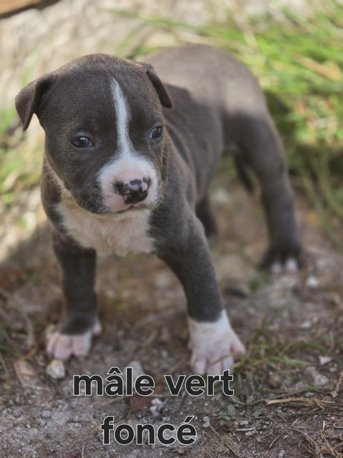 Magnifiques chiots américain staffordshire terrier