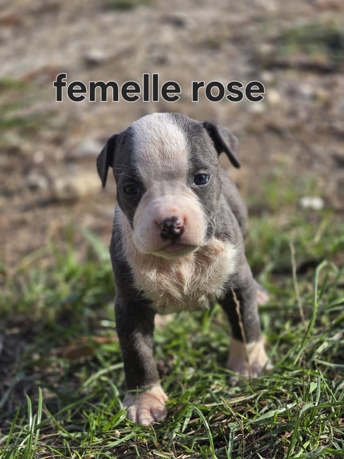 Magnifiques chiots américain staffordshire terrier