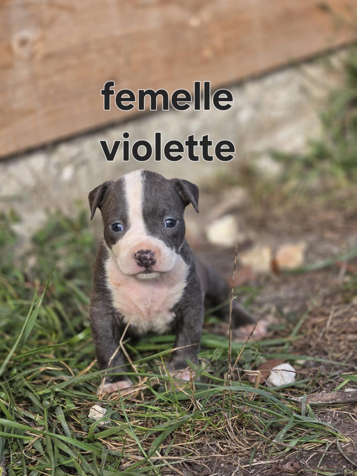 Magnifiques chiots américain staffordshire terrier
