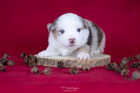 Photo de chiot de race Berger américain miniature