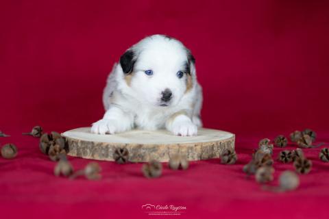 Photo de chiot de race Berger américain miniature