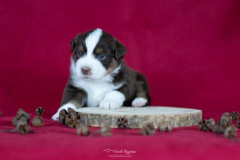 Photo de chiot de race Berger américain miniature