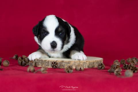 Photo de chiot de race Berger américain miniature