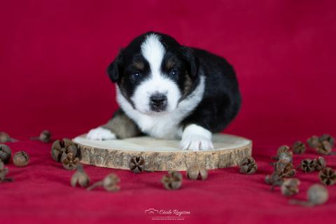 Photo de chiot de race Berger américain miniature