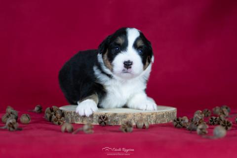 Photo de chiot de race Berger américain miniature