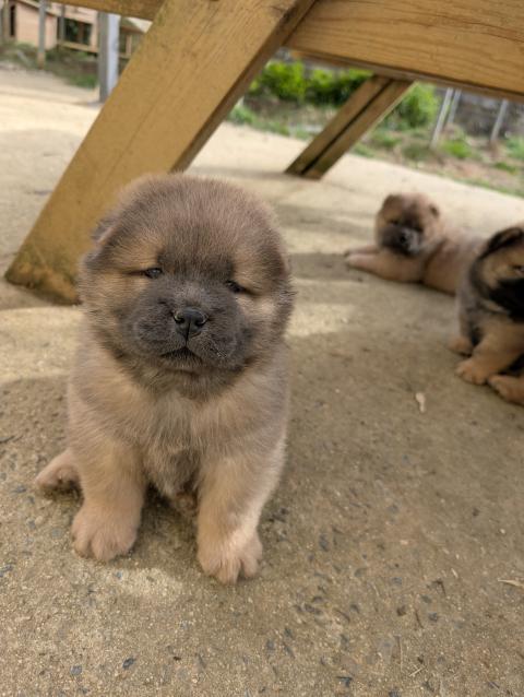 Photo de chiot de race Chow Chow