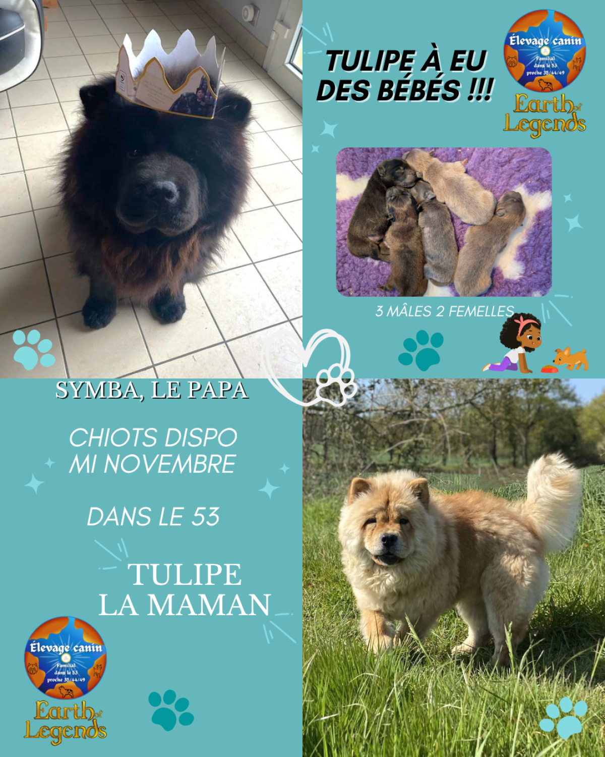Magnifique portée Chiot Chowchow à poil long LOF