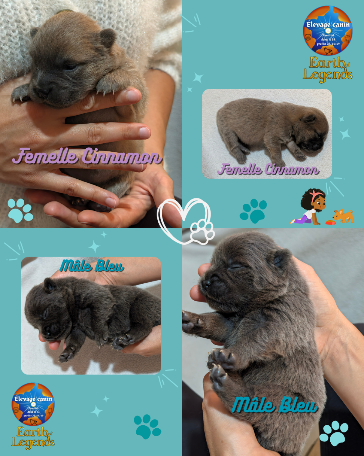 Magnifique portée Chiot Chowchow à poil long LOF