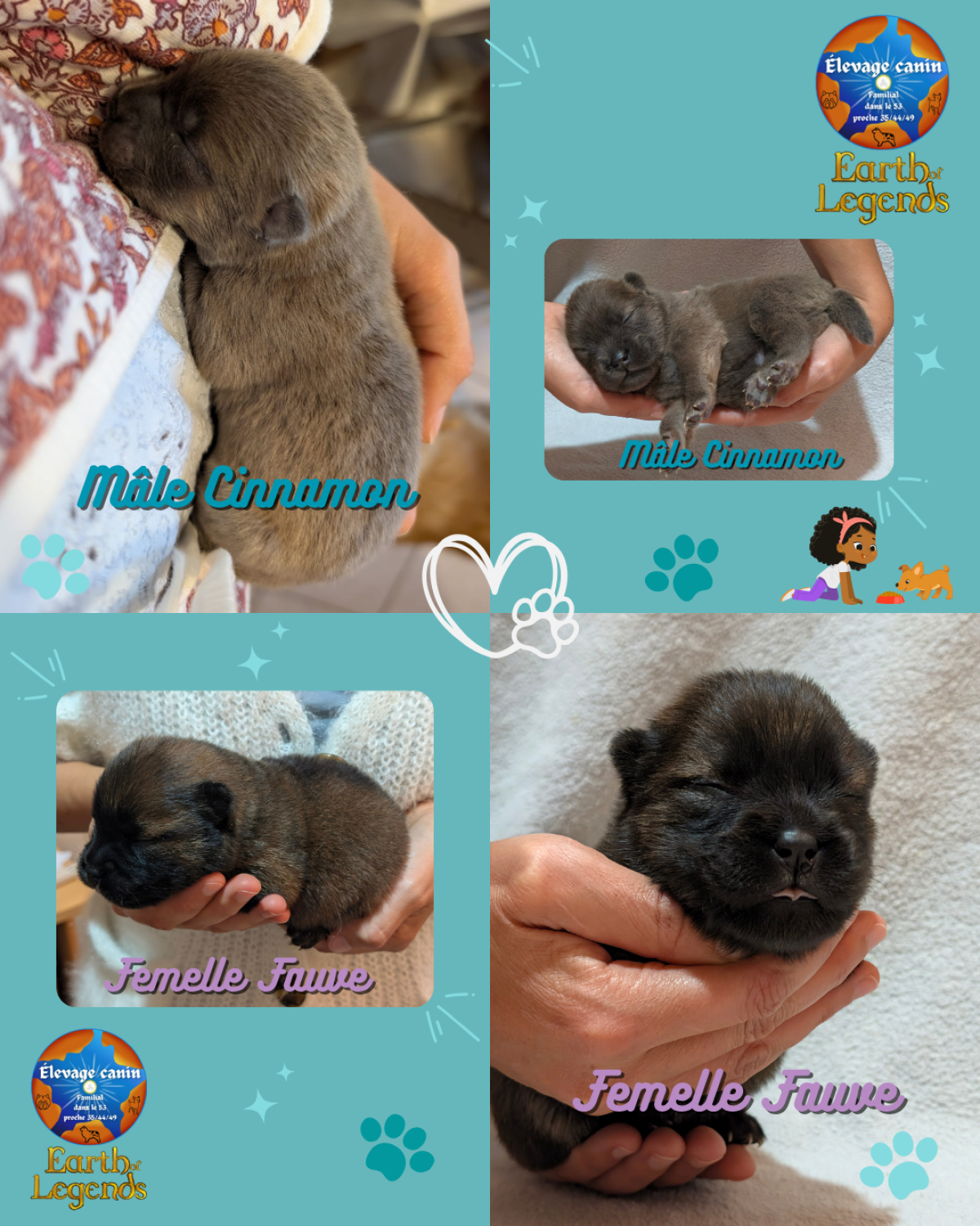 Magnifique portée Chiot Chowchow à poil long LOF
