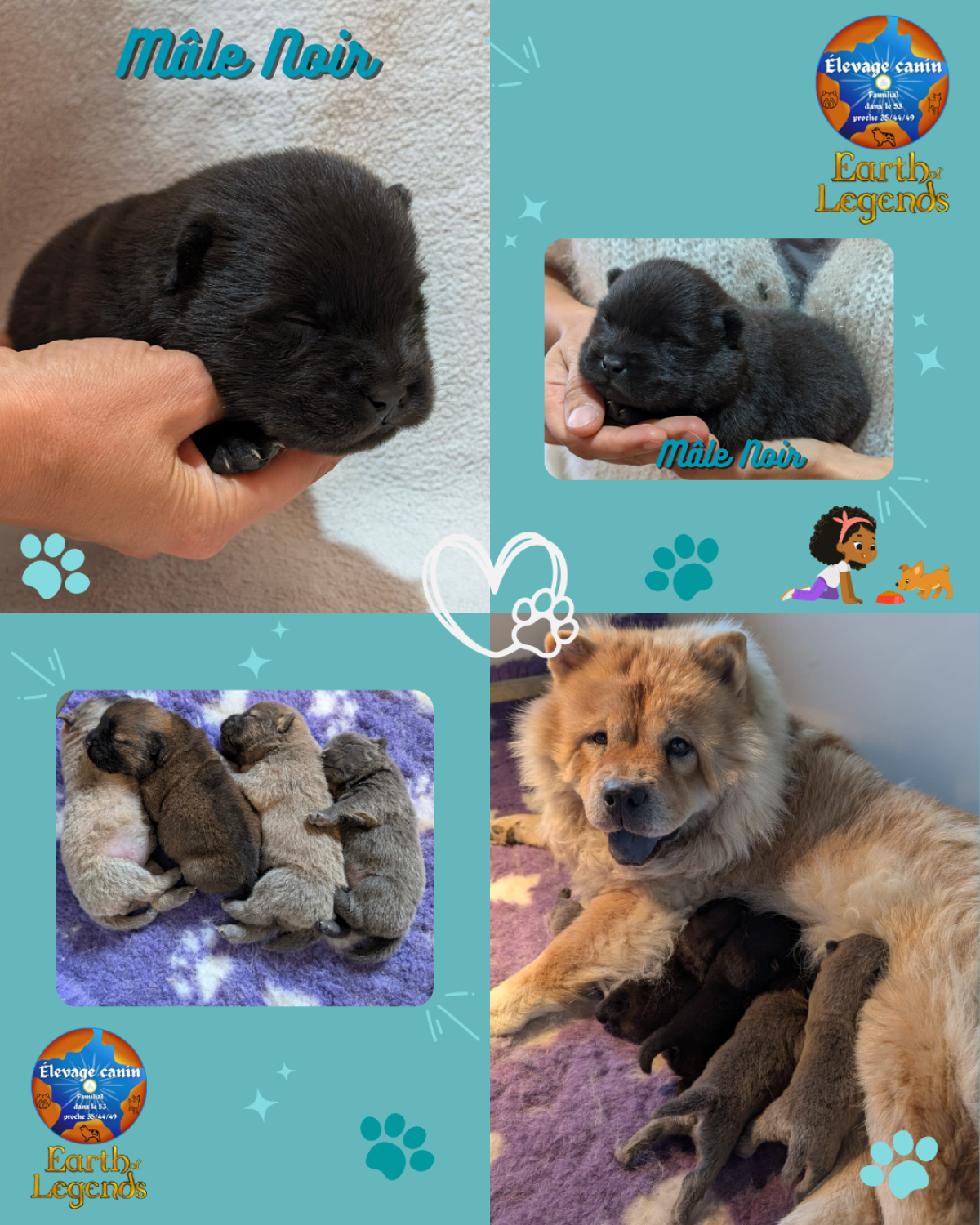 Magnifique portée Chiot Chowchow à poil long LOF
