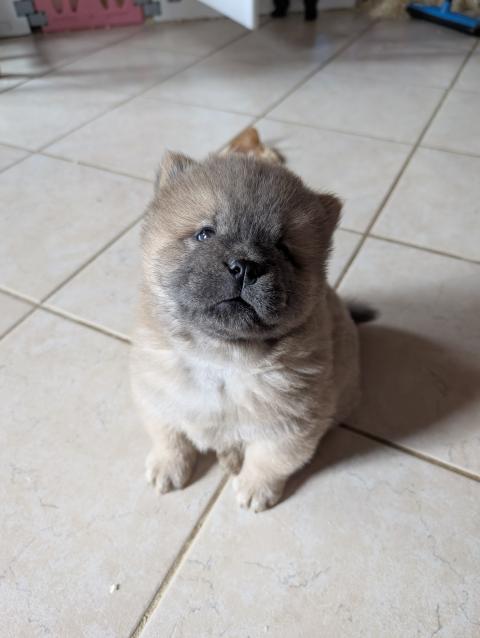 Photo de chiot de race Chow Chow