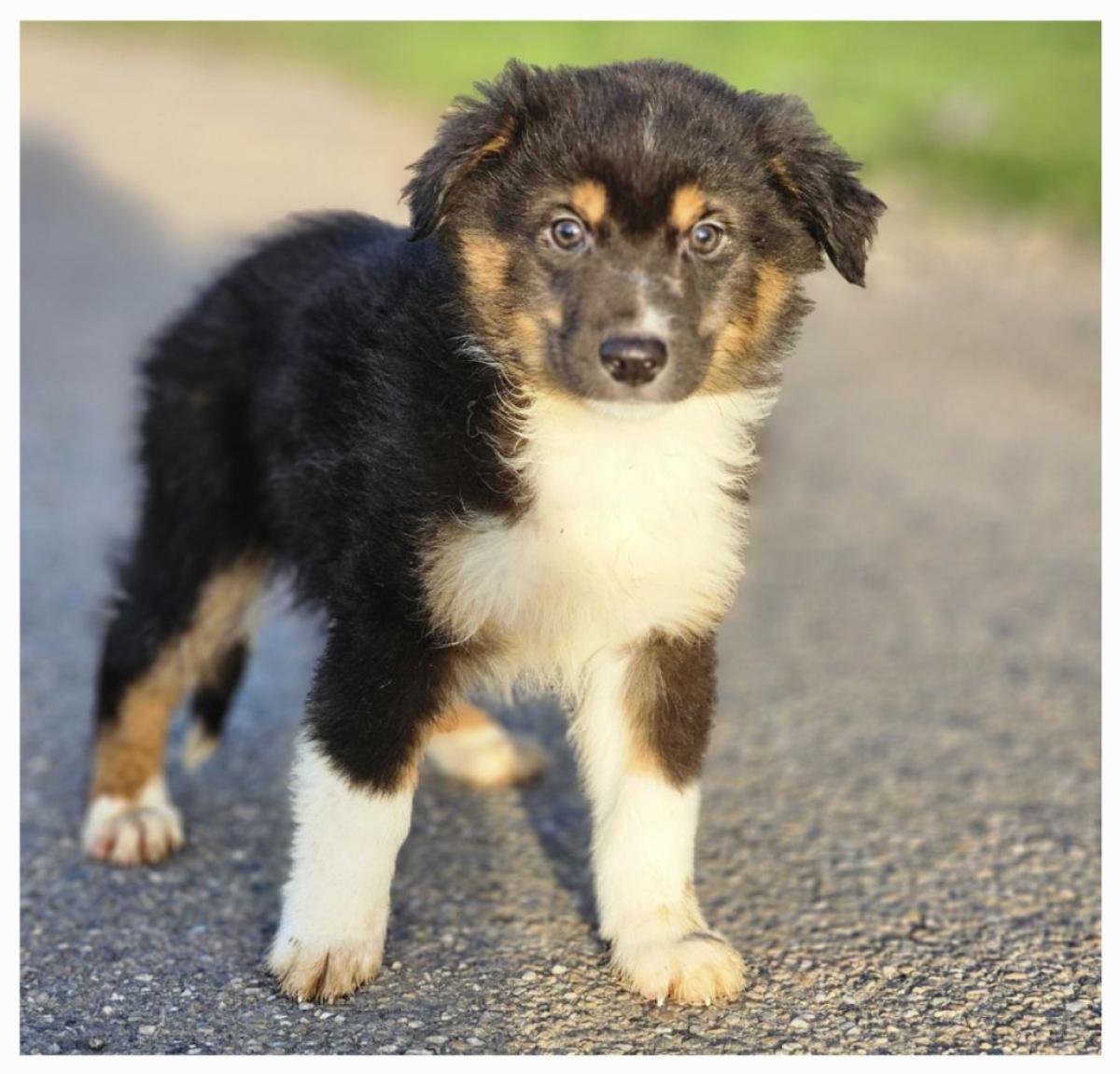 Beaux berger américain miniature