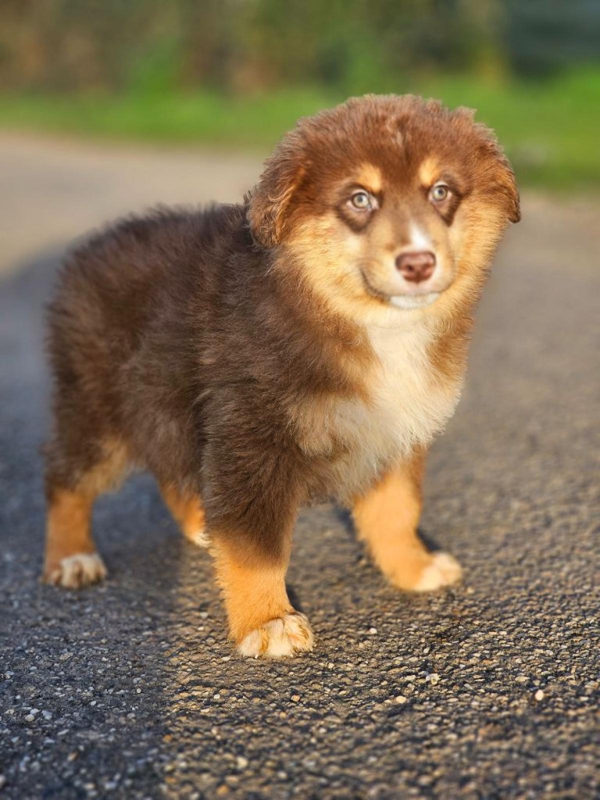 Beaux berger américain miniature