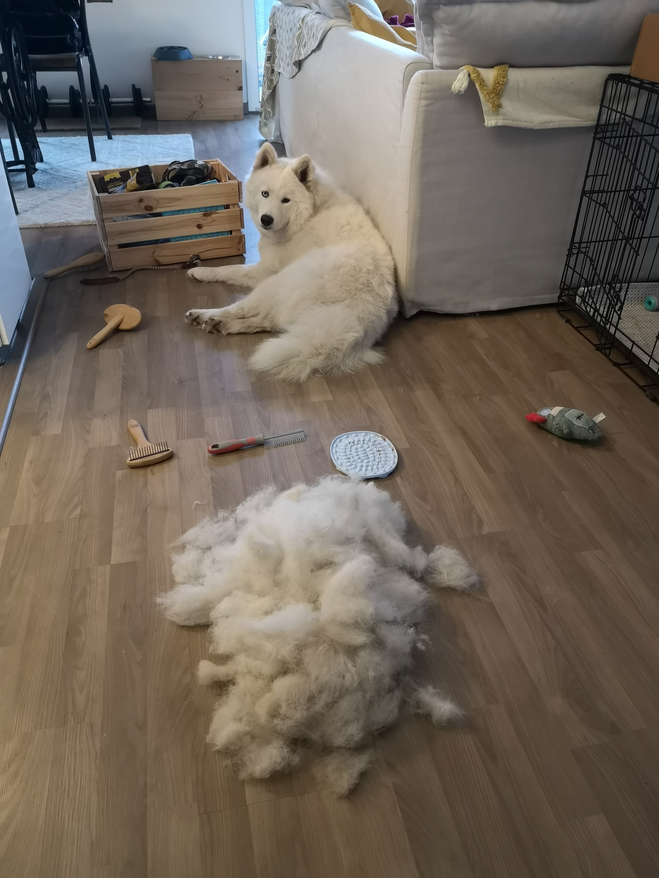 mue de chien poils par terre