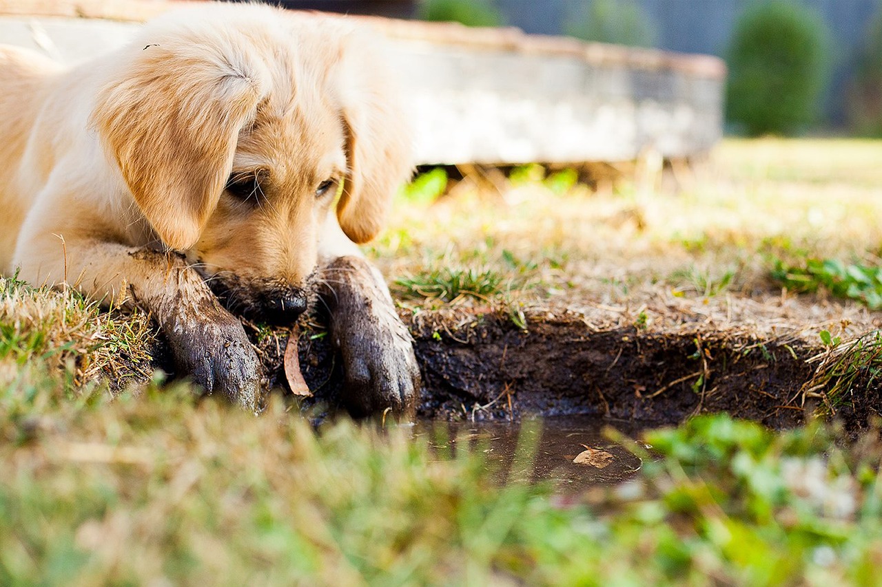 chiot trempe ses pattes dans la boue