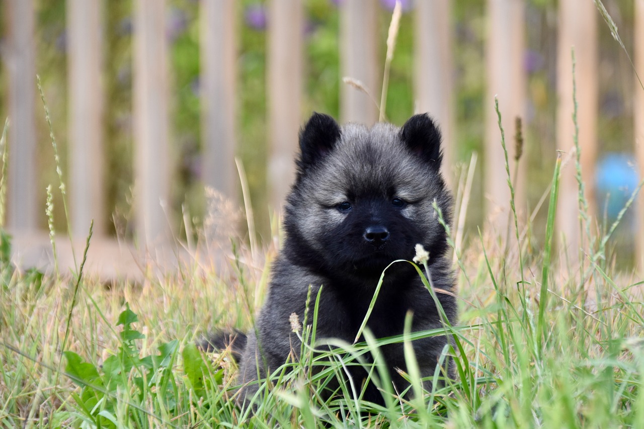 chiot dans l'herbe