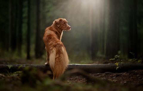 Photo d'un chien de race Retriever de la Nouvelle-Écosse