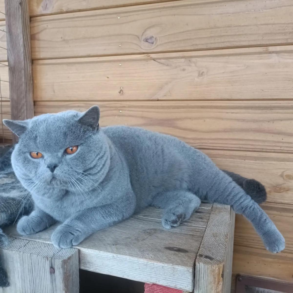 Chatterie de Léomile