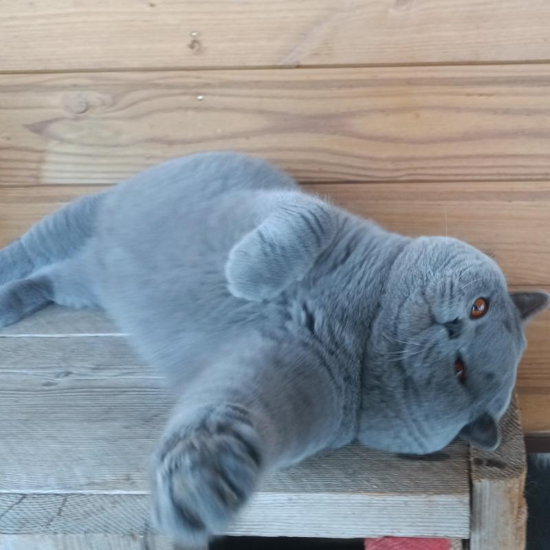 Chatterie de Léomile