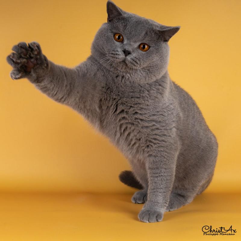 Chatterie de Léomile