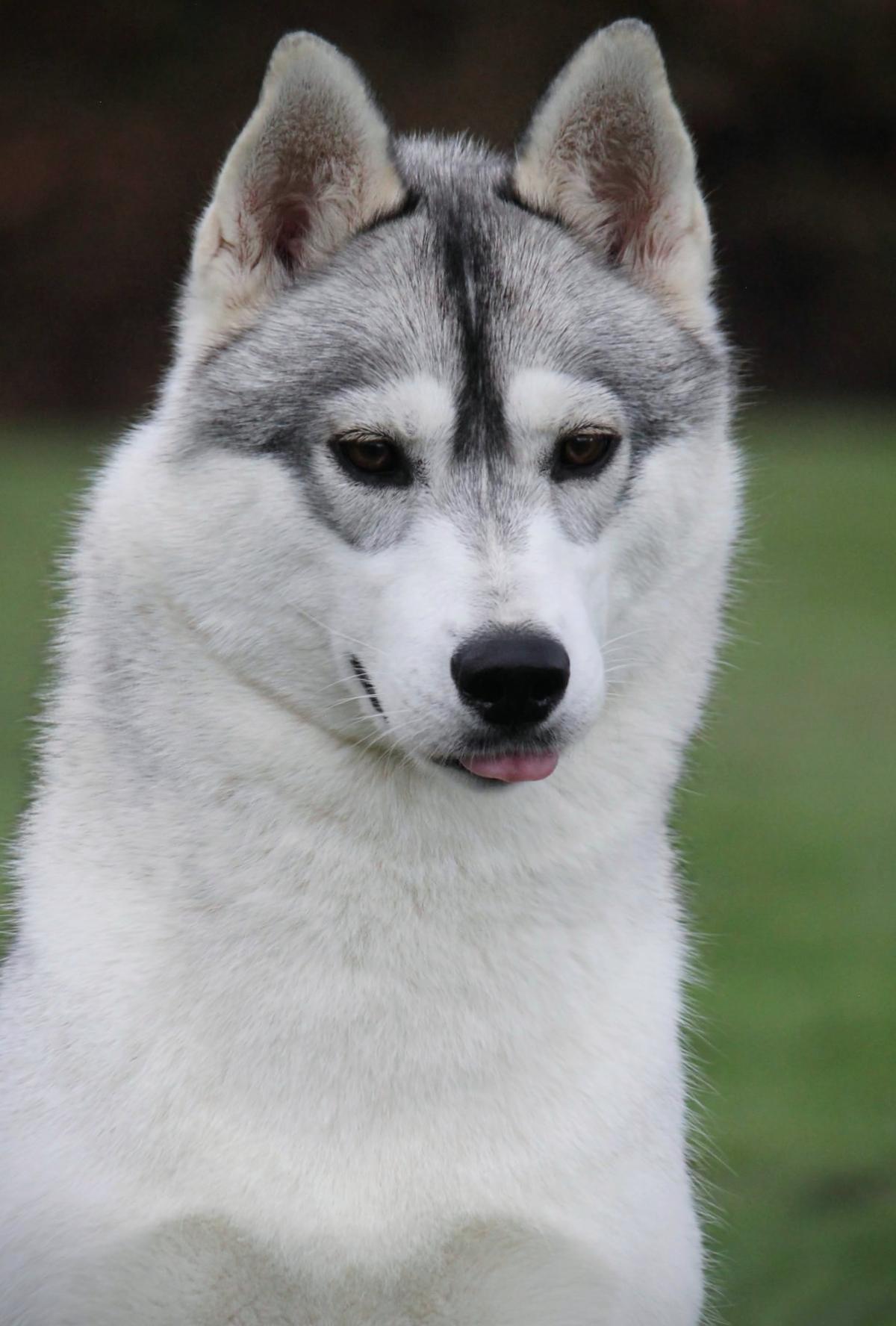 OF WOLF LEGEND'S NEVER DIE