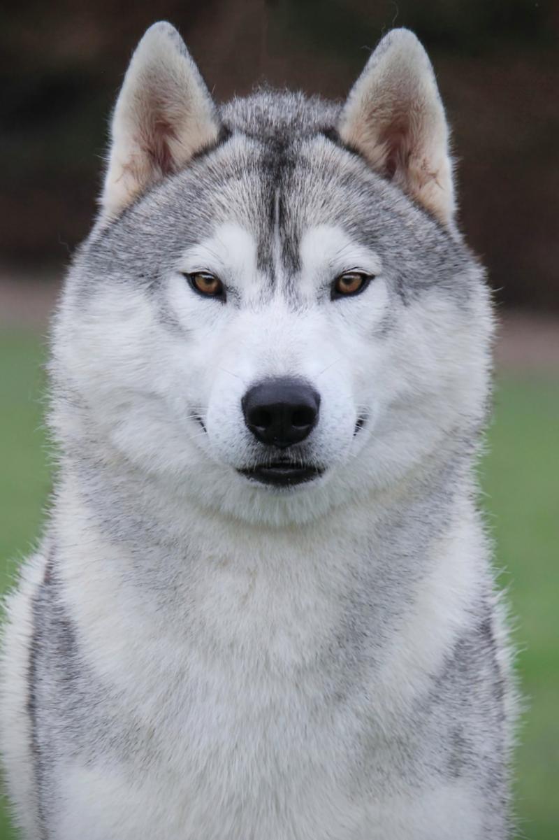 OF WOLF LEGEND'S NEVER DIE