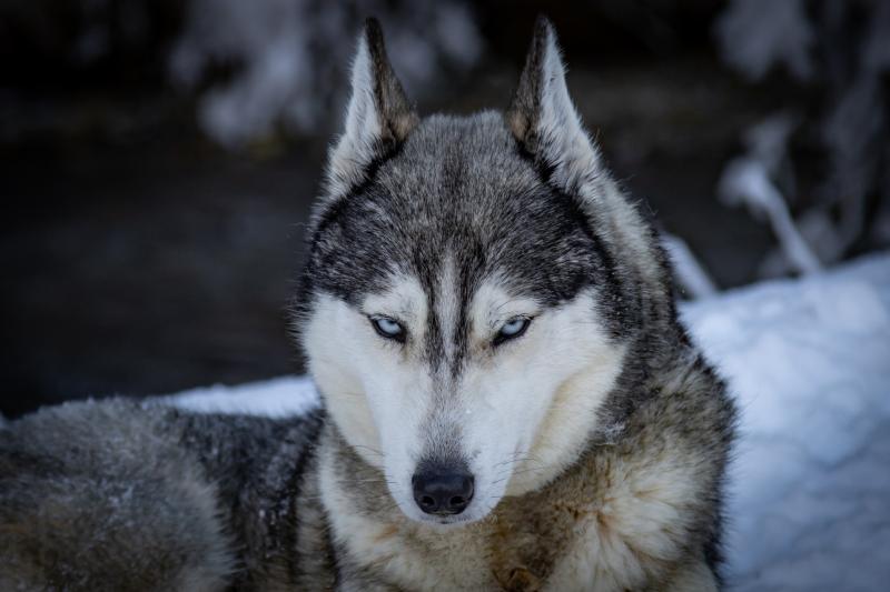 OF WOLF LEGEND'S NEVER DIE