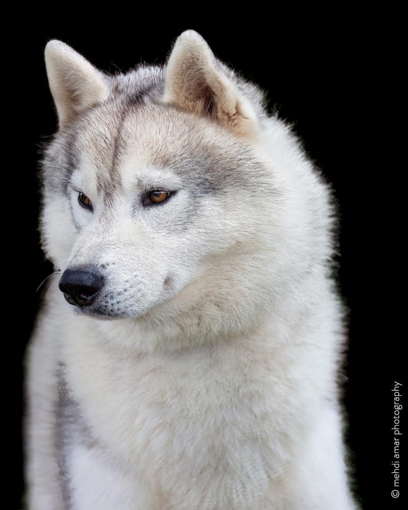OF WOLF LEGEND'S NEVER DIE