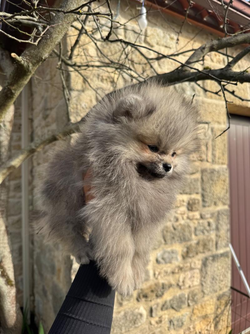 Pomarabian