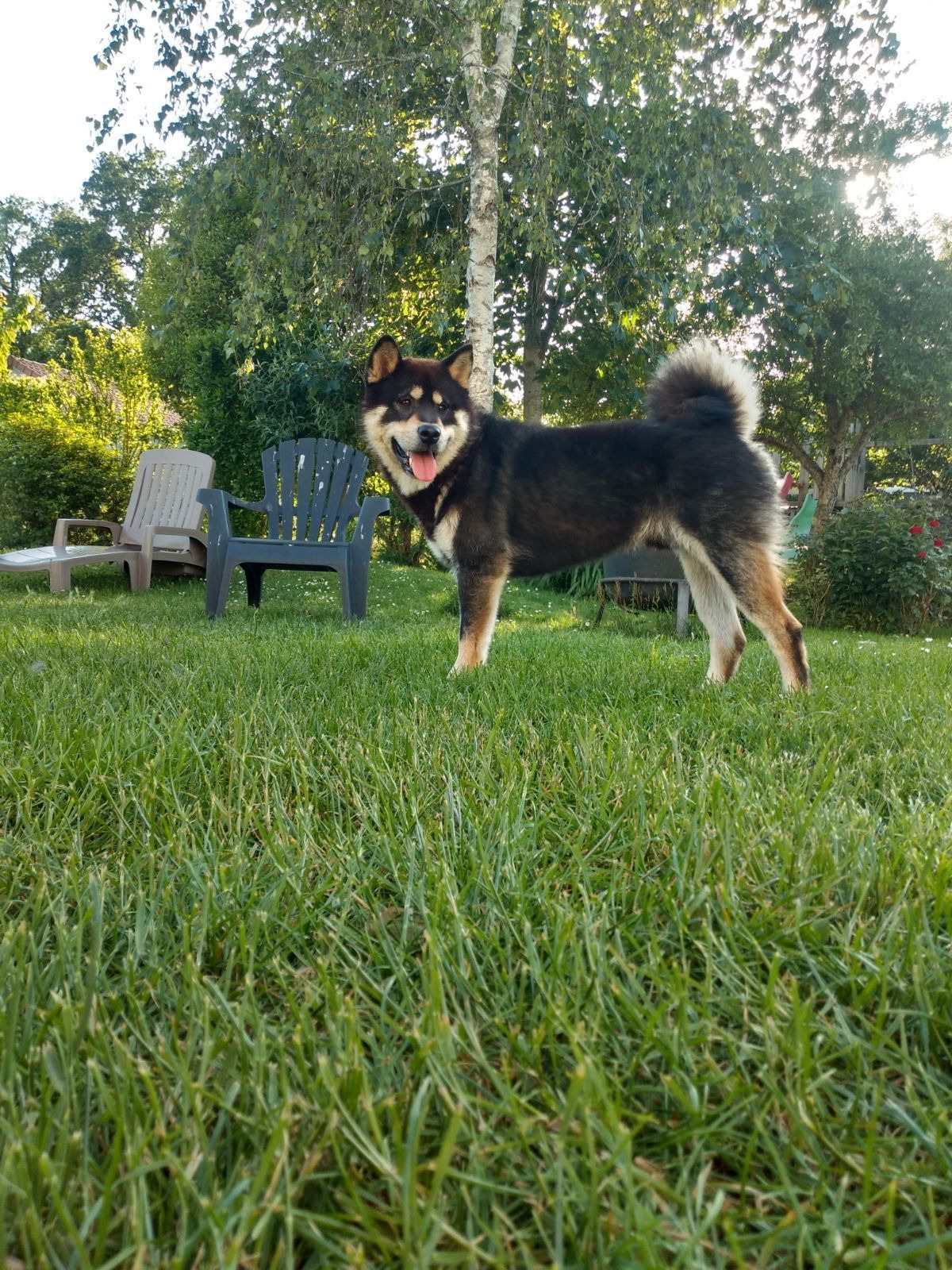 Shiba de l'élevage Shiba Inu Nakama