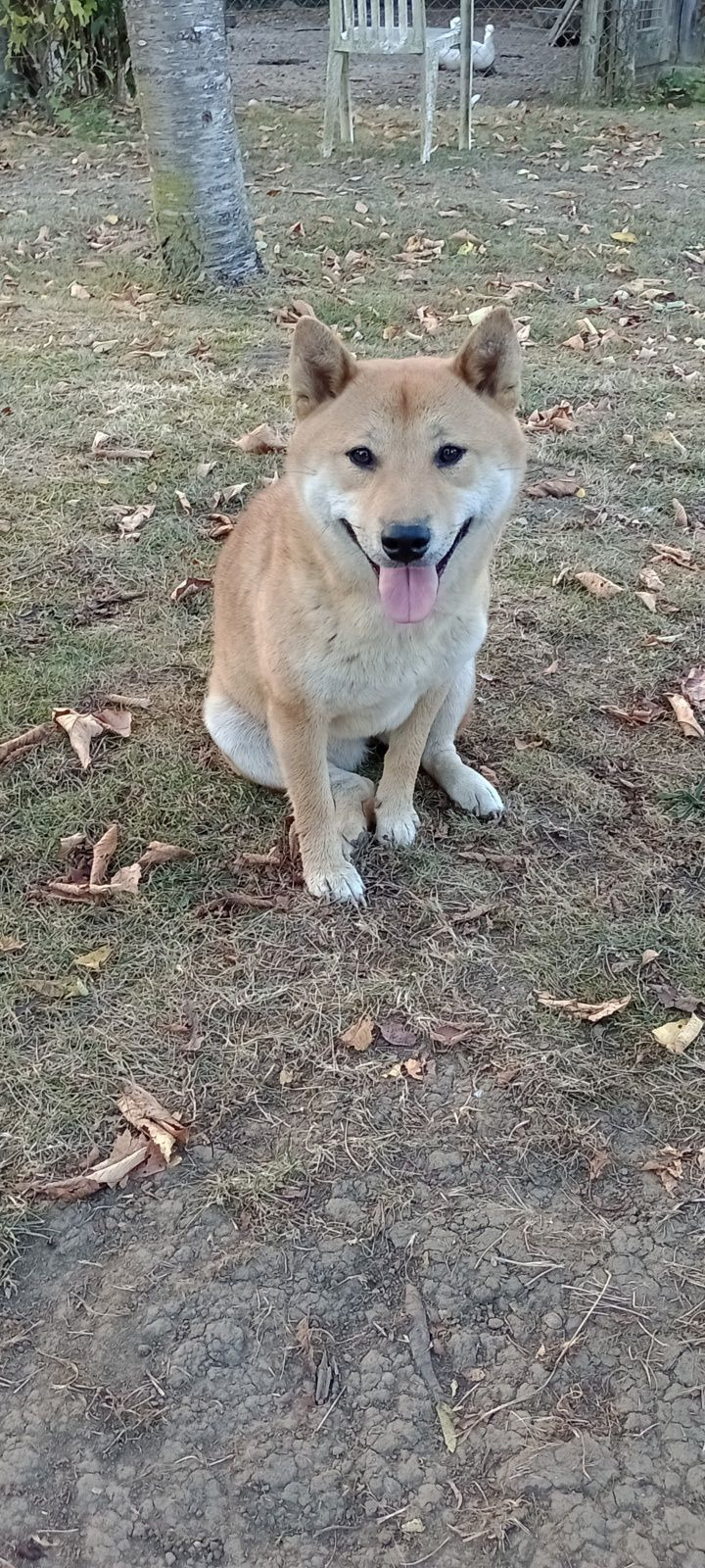 Shiba de l'élevage Shiba Inu Nakama