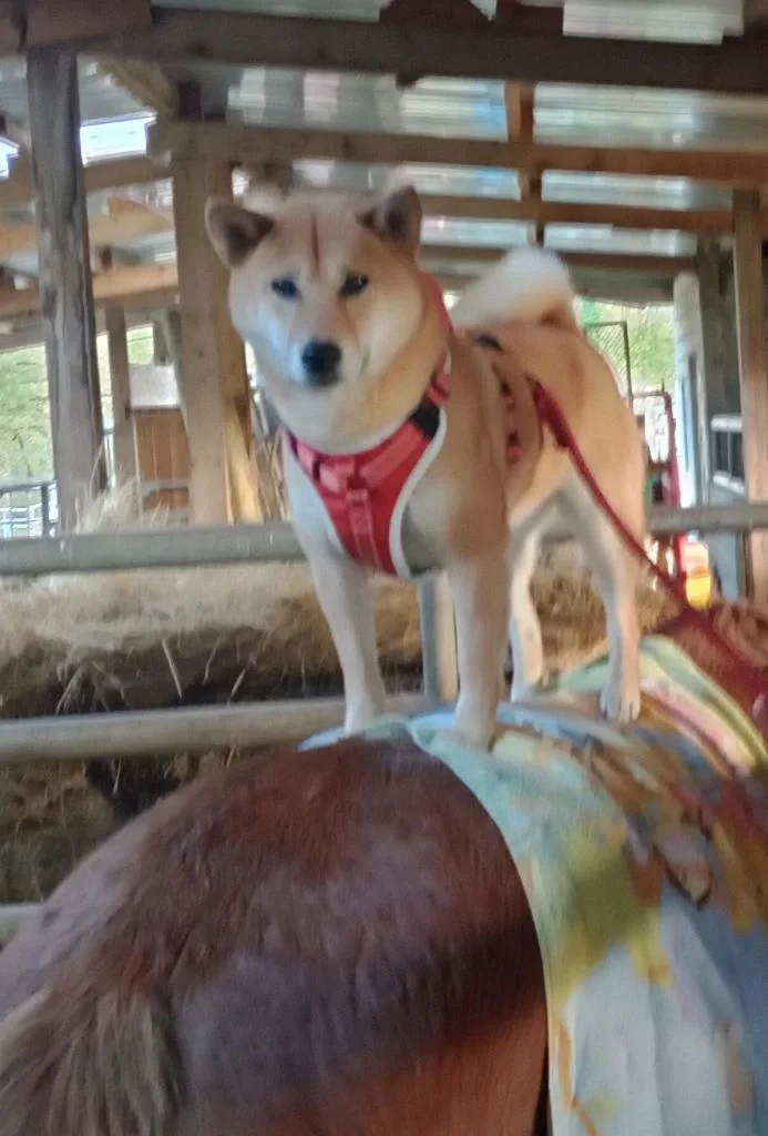 Shiba de l'élevage Shiba Inu Nakama
