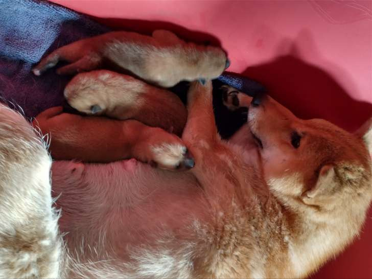 Shiba de l'élevage Shiba Inu Nakama