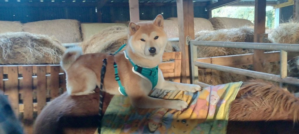 Shiba de l'élevage Shiba Inu Nakama