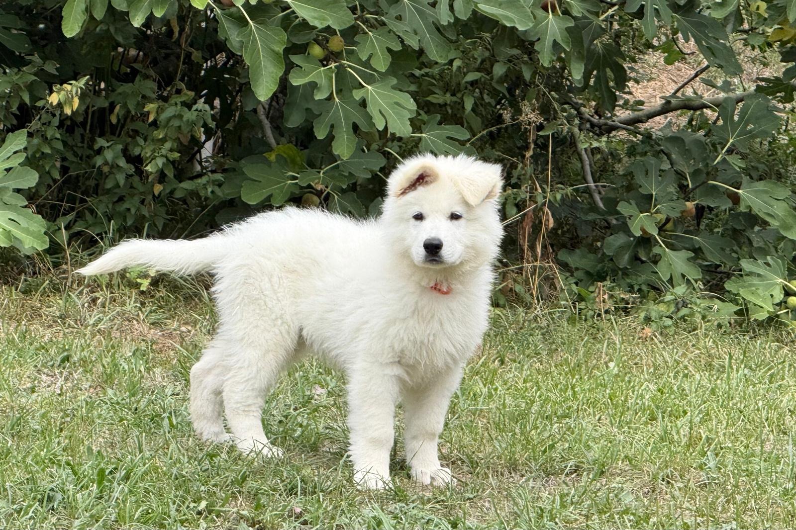 Berger Blanc Suisse de l'élevage DE LA NICHE DE KRISTAL