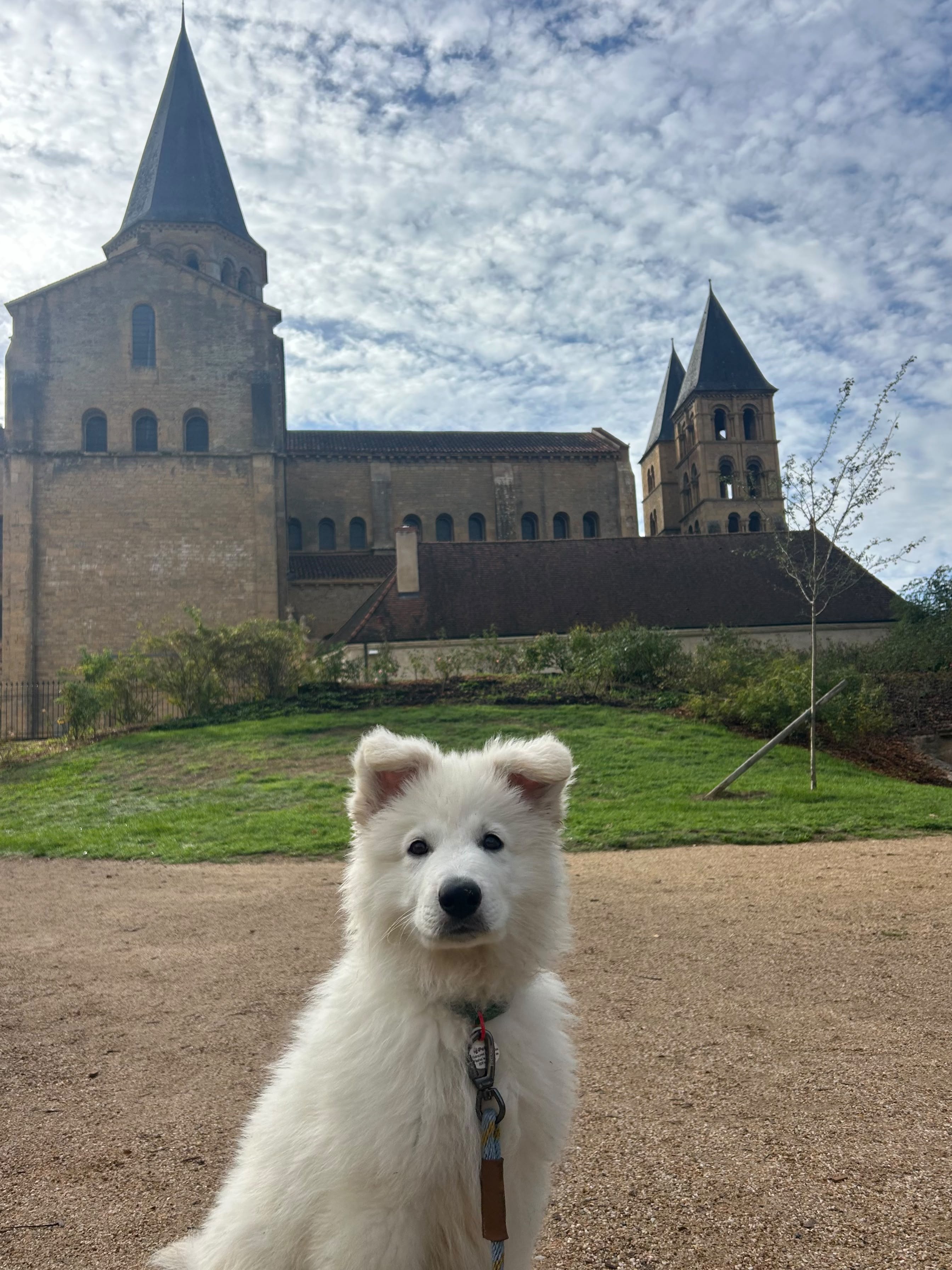 Berger Blanc Suisse de l'élevage DE LA NICHE DE KRISTAL