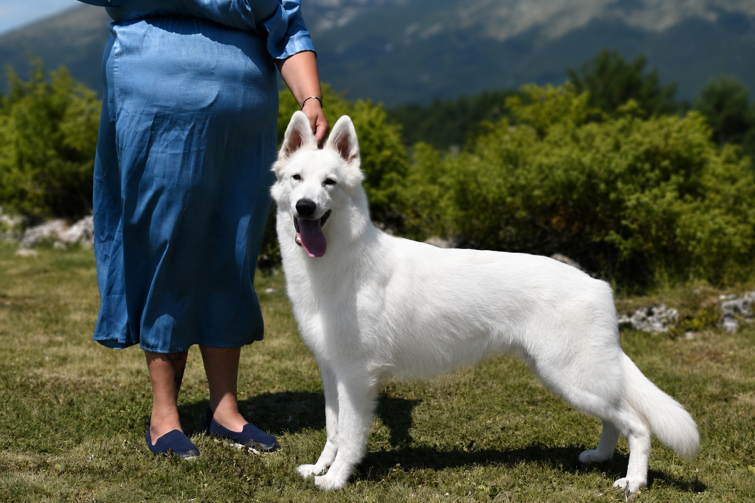 Berger Blanc Suisse de l'élevage DE LA NICHE DE KRISTAL