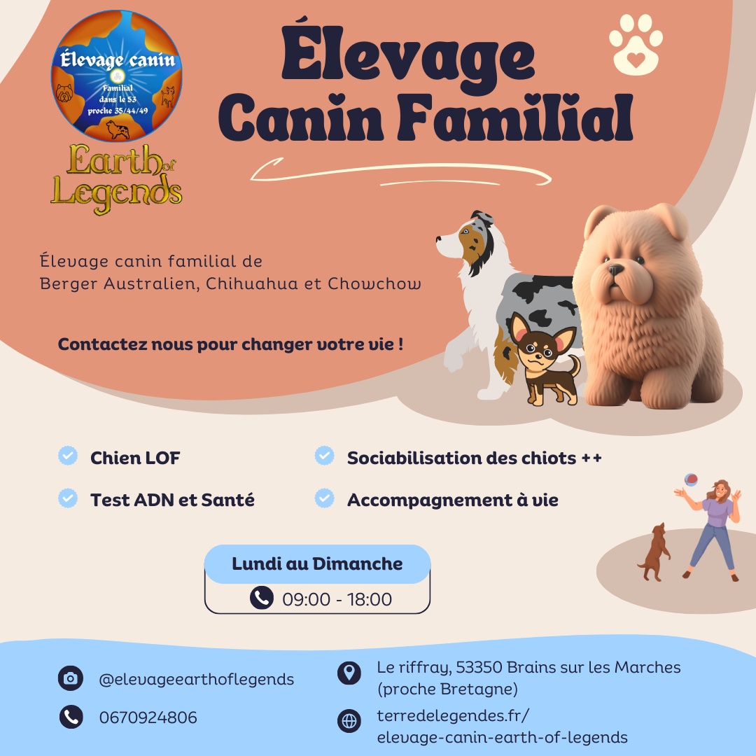 Berger Australien, Chow Chow et Chihuahua de l'élevage Élevage d'Earth of Legends