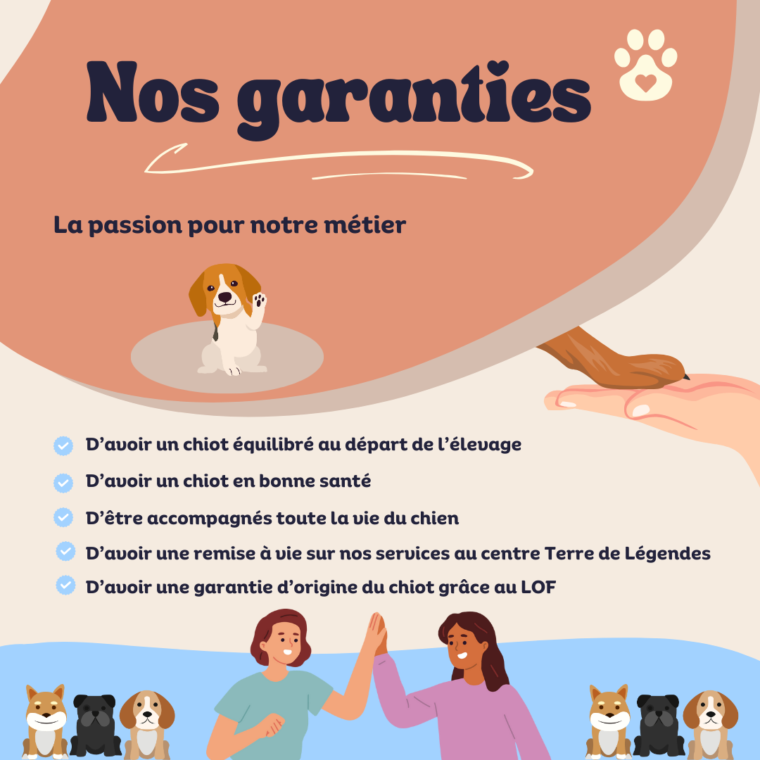 Berger Australien, Chow Chow et Chihuahua de l'élevage Élevage d'Earth of Legends