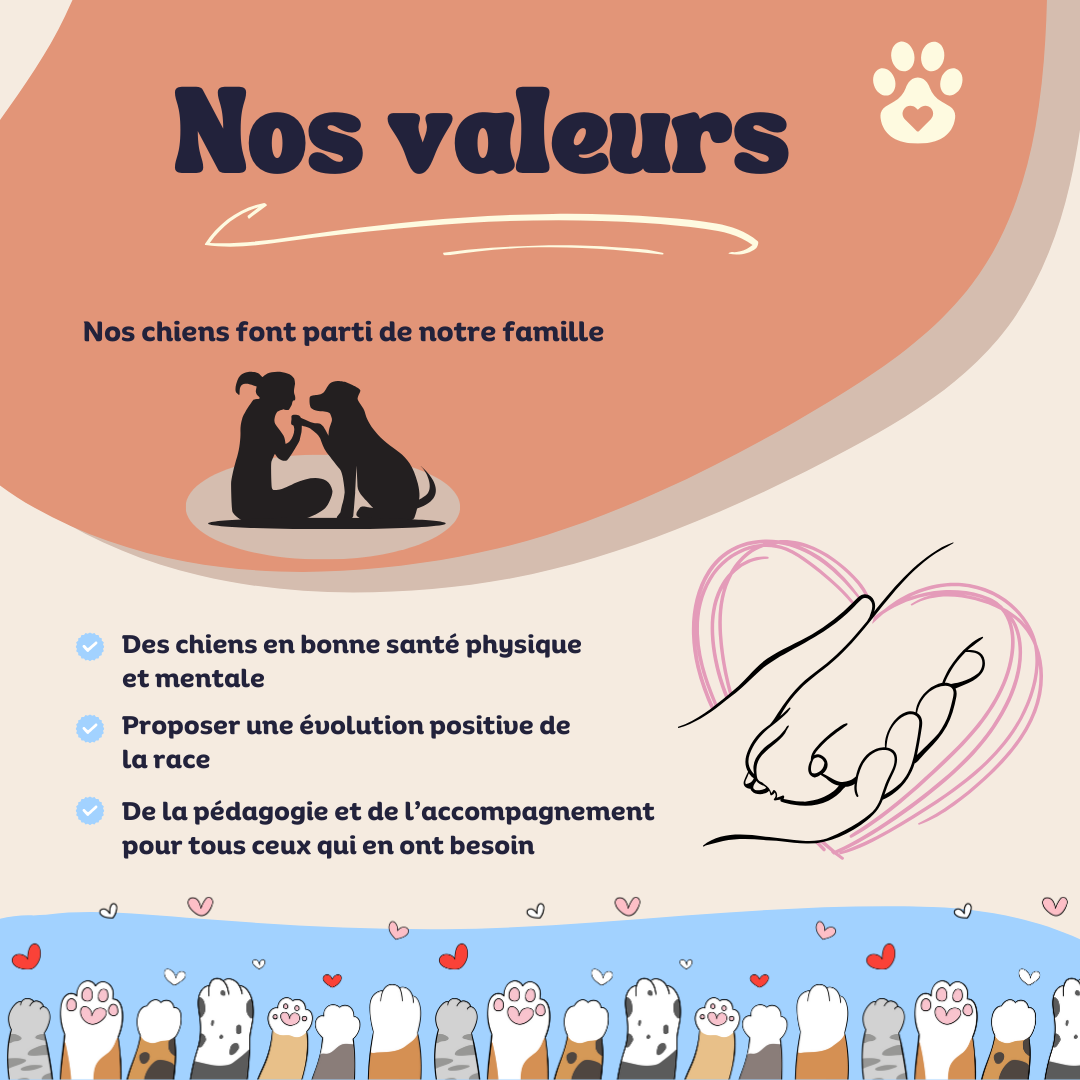 Berger Australien, Chow Chow et Chihuahua de l'élevage Élevage d'Earth of Legends