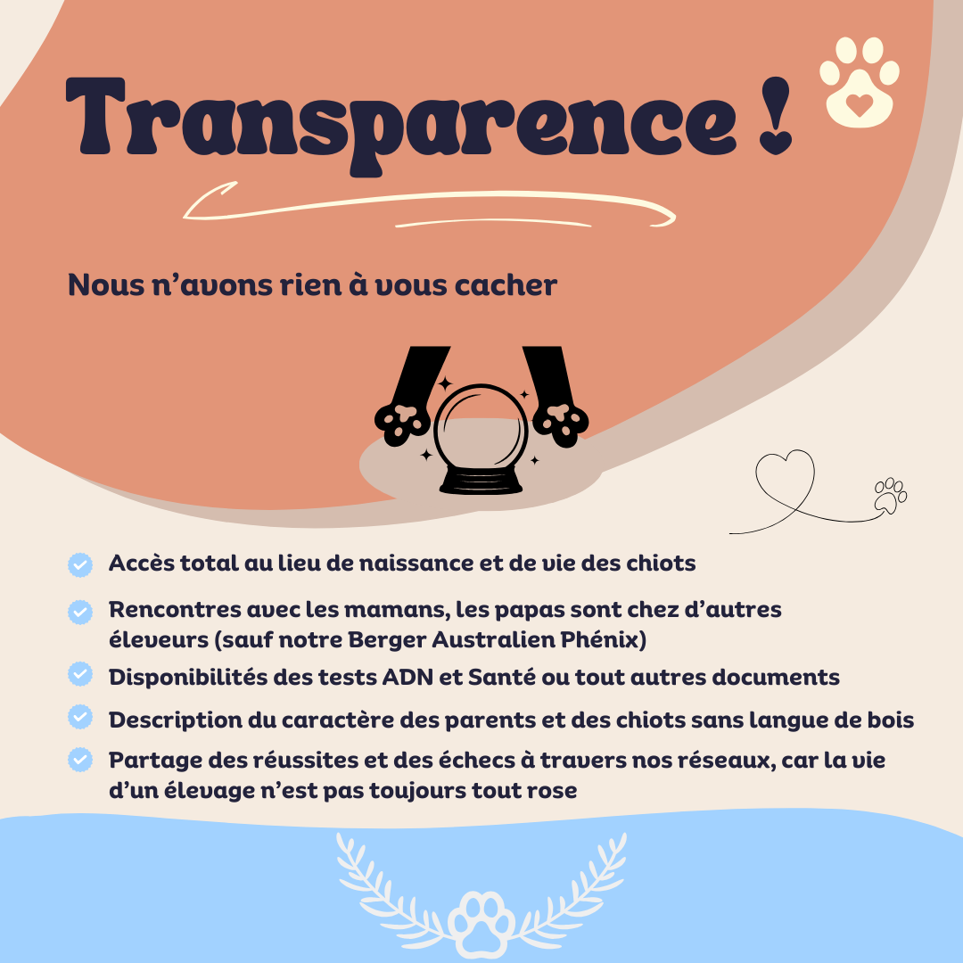 Berger Australien, Chow Chow et Chihuahua de l'élevage Élevage d'Earth of Legends