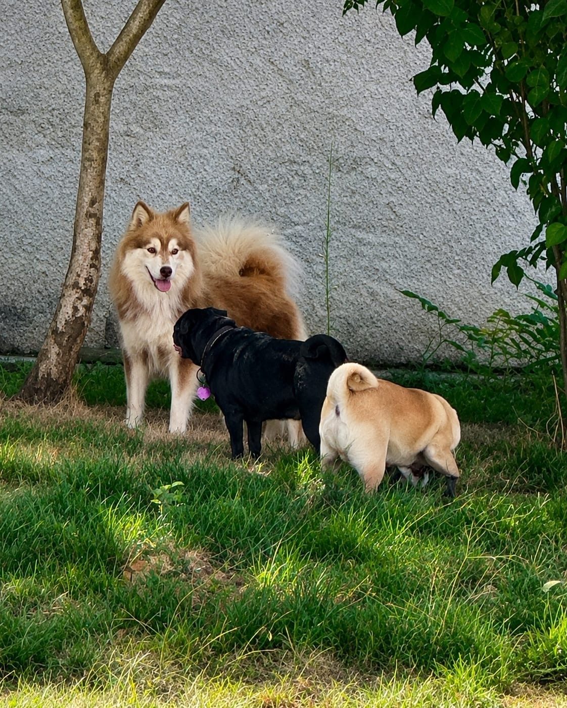 Carlin et Chien Finnois De Laponie de l'élevage Le Clos d'Ambreval