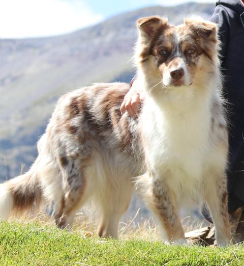 NOUMA DE LA MONTAGNE DES LIONS