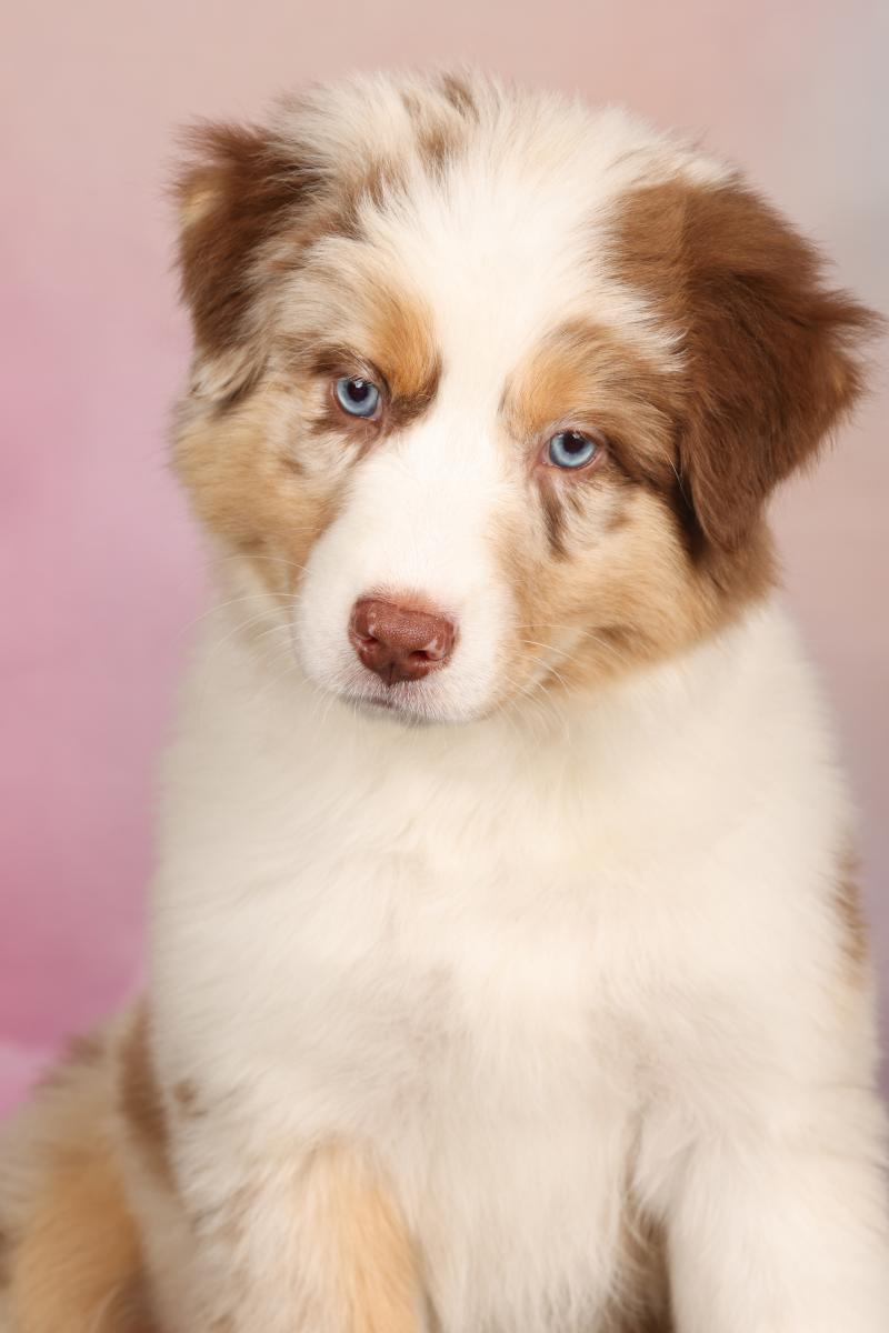 UCLA DES HAUTS DU BEDAT