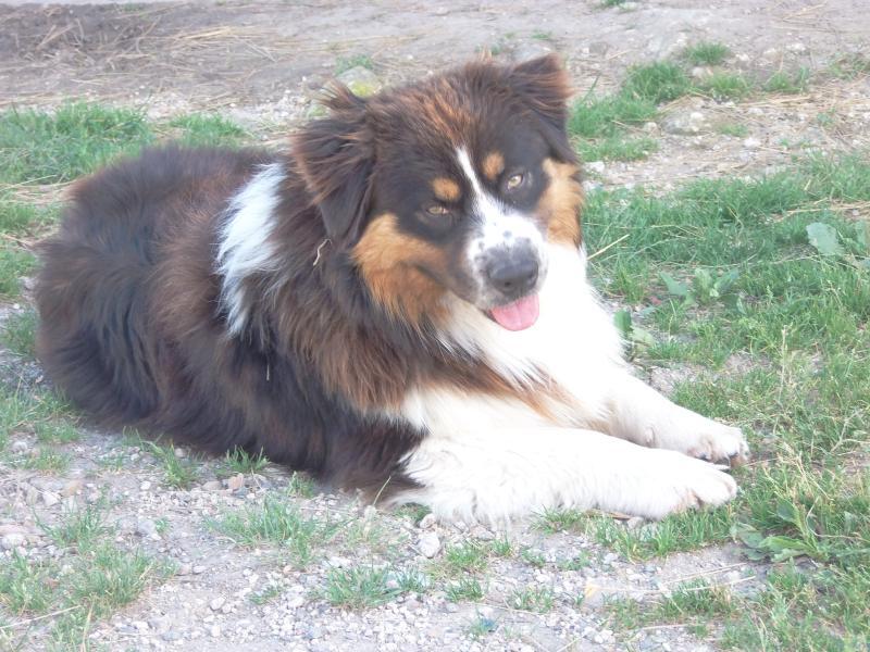 US NAVY BLACK NELSON DU CHEMIN DE LA LUNE AUX REVES