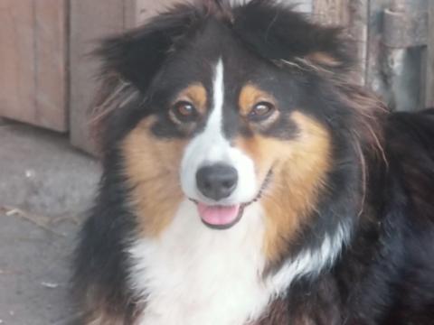 ROXY DU MOULIN DE BLASCO