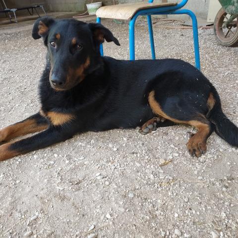 PEGASE DU ROYAUME DE GALADRIEL