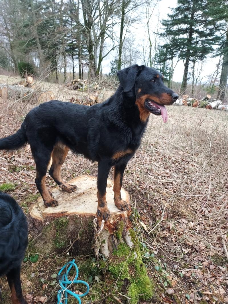 TOSCANE DE LA P'TIOTE REINE