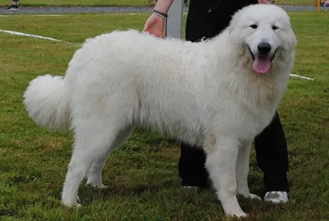 RAVEA ALASKA WHITE MOUNTAIN DU VAL DE PYRENE