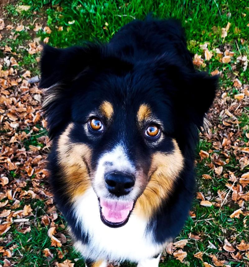 THE SUCCESS OF' SISTERS DES MERVEILLES D'ILONA